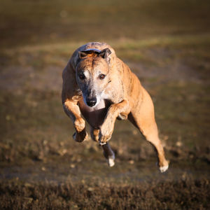 Dog on field