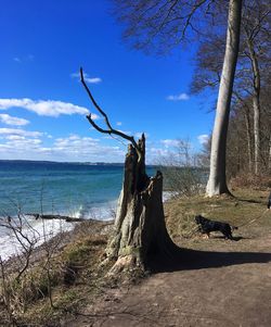 Driftwood on tree by sea against sky