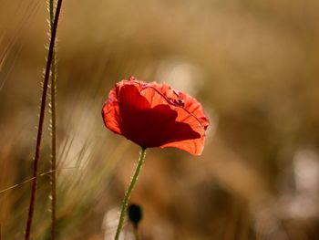 Close-up of red poppy rose