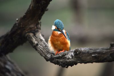 Close-up of bird perching on branch