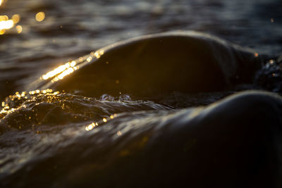 Close-up of wet swimming in sea