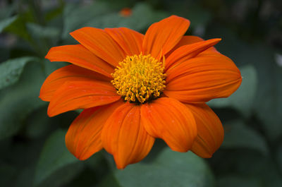 Close-up of orange flower