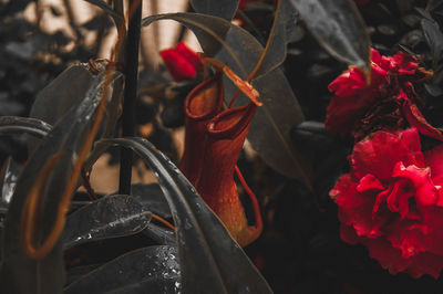 Close-up of red flowering plants