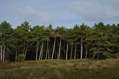Trees on field against sky