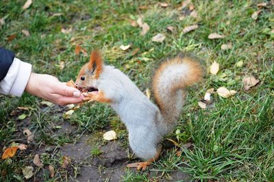 Squirrel on field