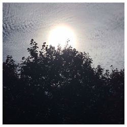 Low angle view of silhouette trees against sky on sunny day