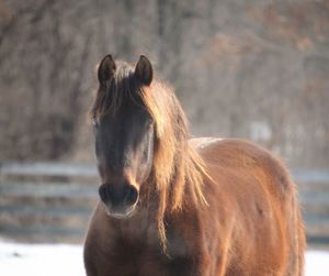 Close-up of a horse