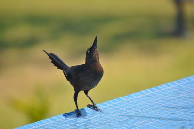 Close-up of bird perching on roof