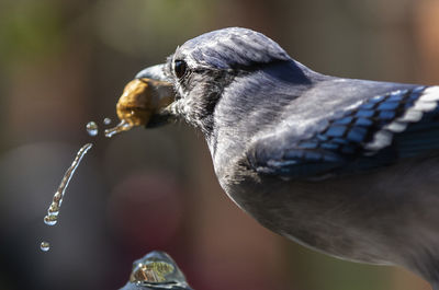 Close-up of bird eating outdoors