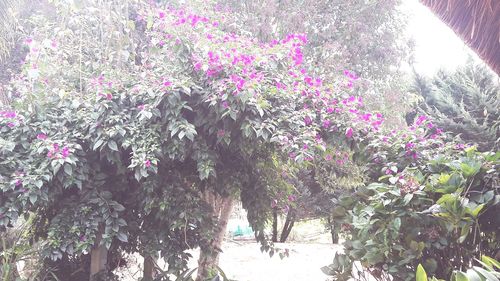 Flowers growing on tree