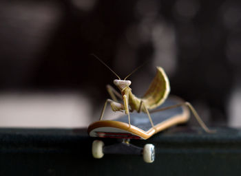 Close-up of insect on table