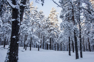 Trees on snow covered landscape