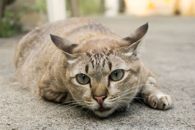 Close-up portrait of a cat