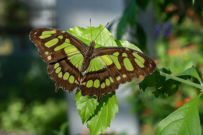 Butterfly on plant