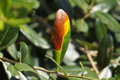 Close-up of plant against blurred background