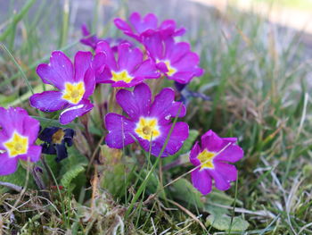 Close-up of purple crocus flowers on field