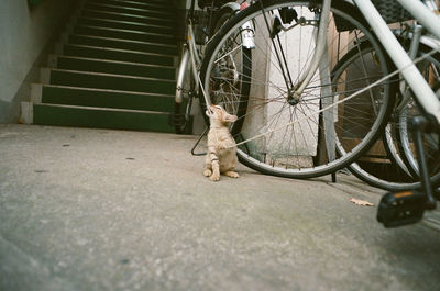 Side view of a dog on a bicycle