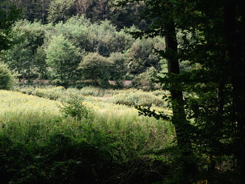 Trees in forest