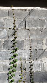 Ivy growing on wall