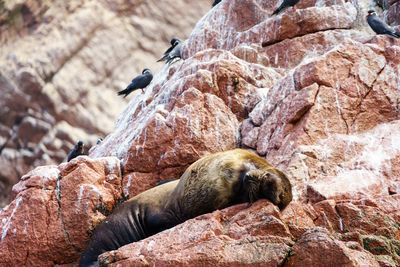 Seal relaxing on rock