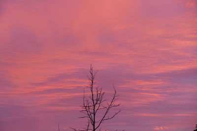 Low angle view of silhouette plant against dramatic sky during sunset