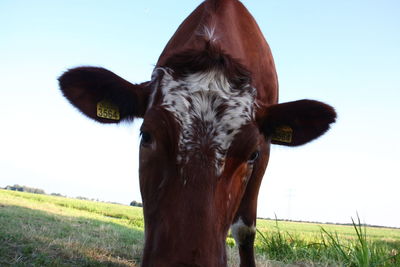 Portrait of a horse on field