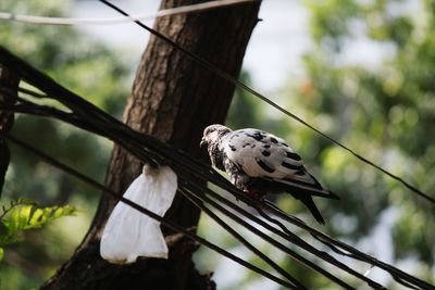 Low angle view of bird perching on branch