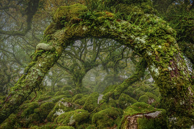 View of trees in forest