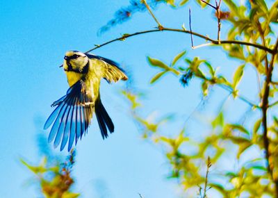 Low angle view of bird flying against sky