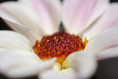 Close-up of white rose flower