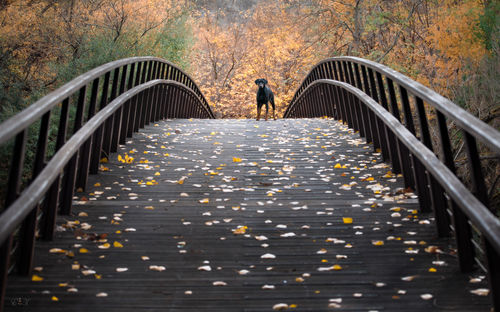 Rear view of people walking on footbridge