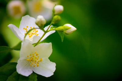 Close-up of white flowering plant