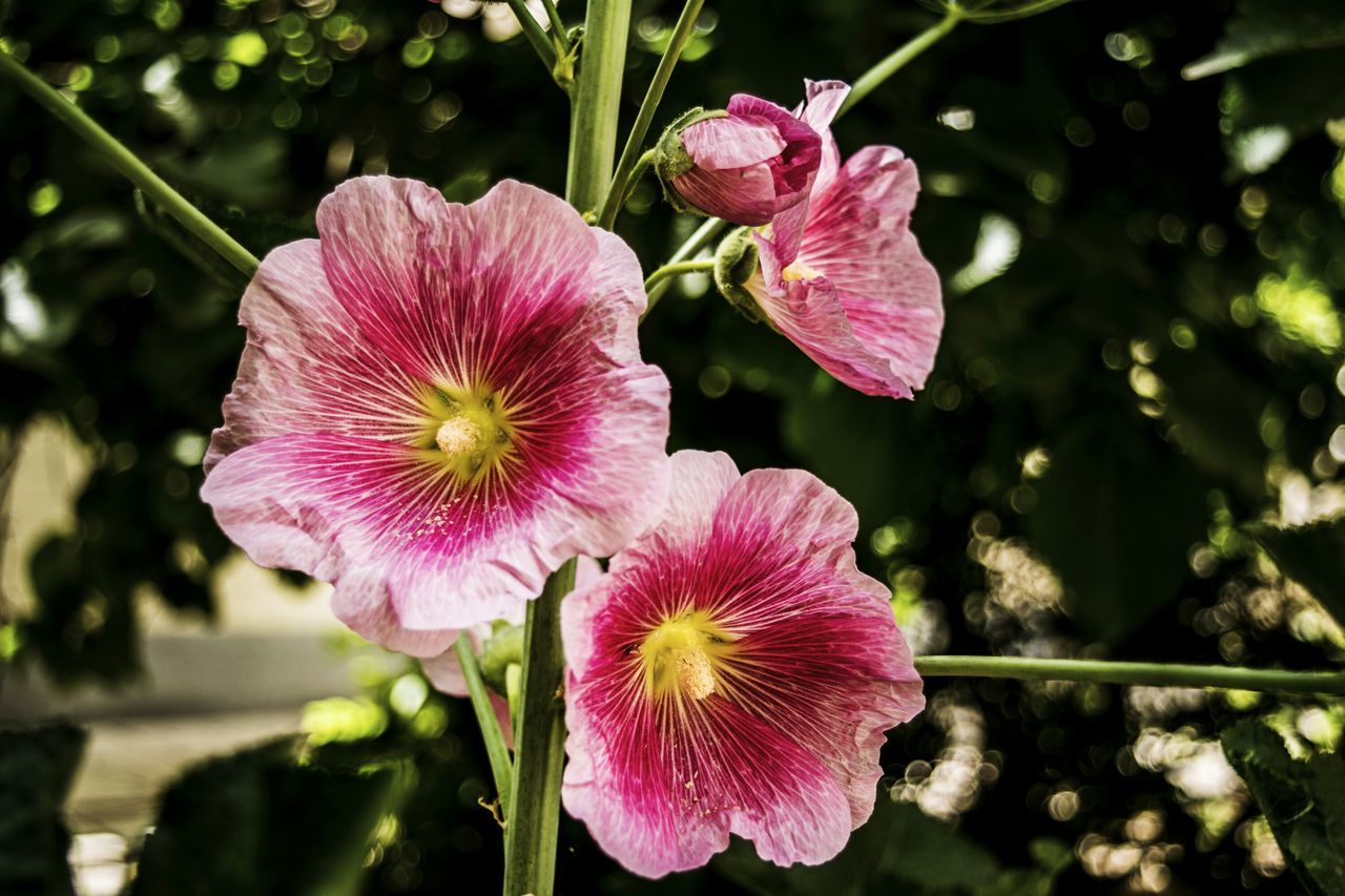 flower, freshness, petal, pink color, fragility, flower head, growth, beauty in nature, close-up, focus on foreground, blooming, nature, in bloom, plant, pink, stamen, blossom, pollen, park - man made space, day