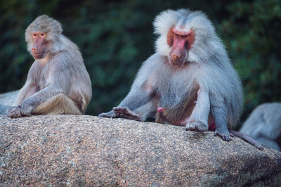 Baboon sitting on rock