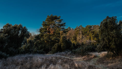 Trees in forest against clear blue sky