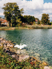 Bird flying over lake against sky