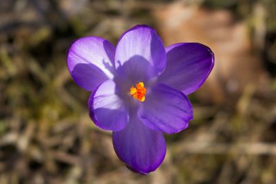 Close-up of purple flower