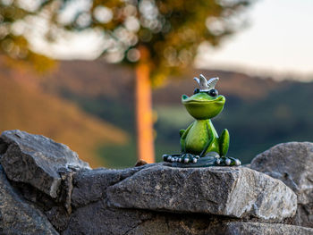 Close-up of small frog on rock