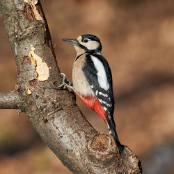 Close-up of bird perching on tree trunk