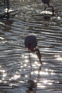 Reflection of woman in water