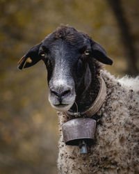 Close-up portrait of horse outdoors