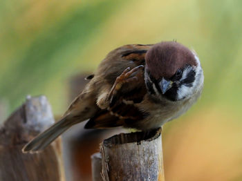 Close-up of bird perching on wooden post