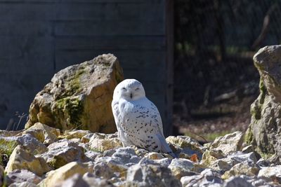 View of bird on rock