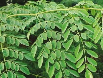 Full frame shot of fresh green leaves