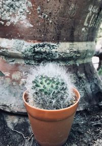 Close-up of potted cactus plant