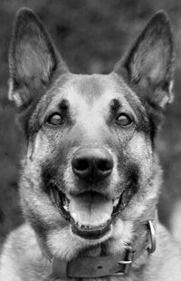 Close-up portrait of dog outdoors