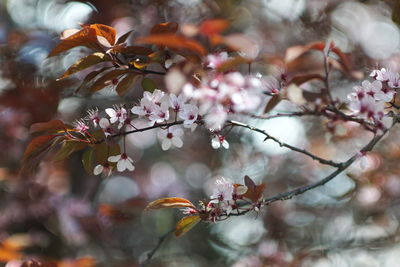 Close-up of cherry blossom