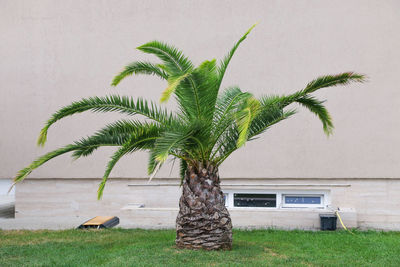 Palm trees against sky