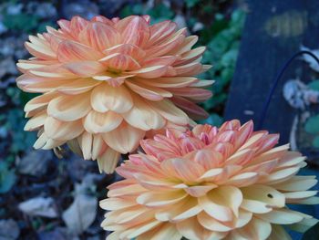 Close-up of pink dahlia