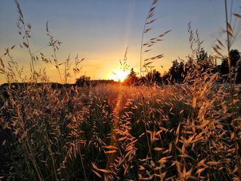 Close-up of wheat field against clear sky at sunset